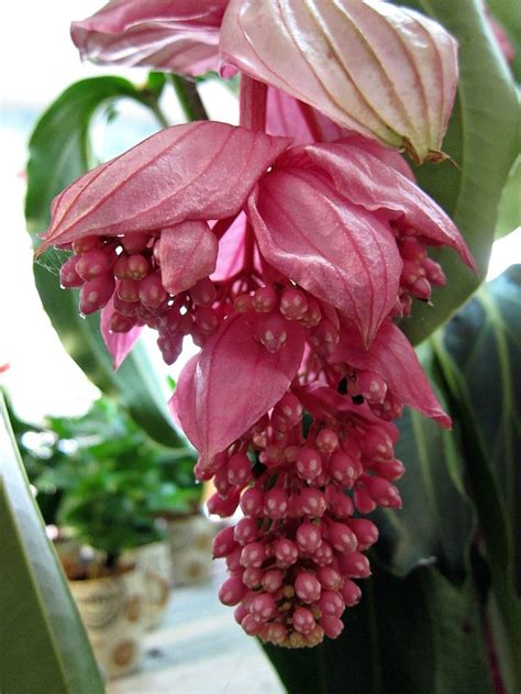 Just got back from a few days in joshua tree national park with bill wight and some former mountain high workshop students from the recent eastern sierra workshop. Trees, Plants, Flowers: September 2012