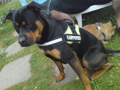 It used to be a butcher's dog in the region. Odin (Bullmastiff, Rottweiler) | Mischling - Mix