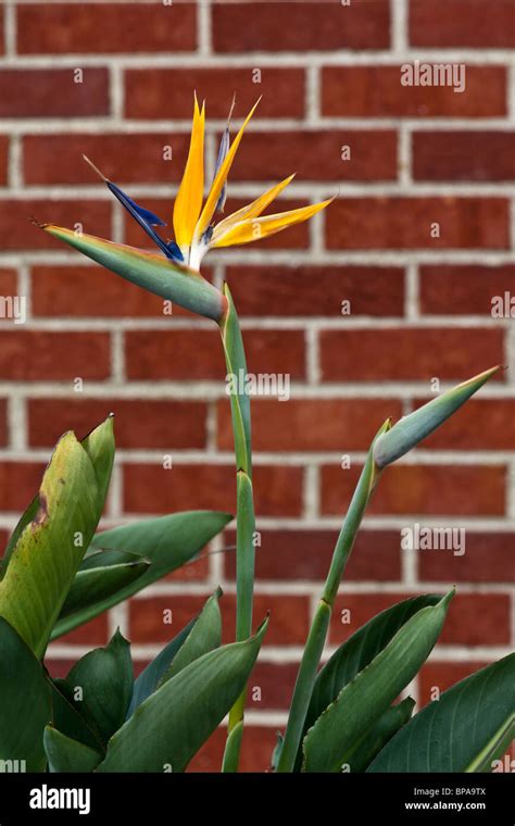 View Of Display Bird Of Paradise Strelitzia Reginae Flower On Bricks