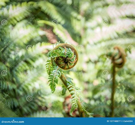 A New Shoot Of The Silver Fern Native To New Zealand Rising Up To