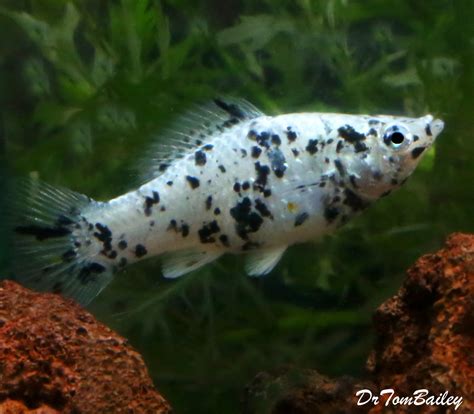 At the bottom a males fin is long n straight like a stick & a females is rounded like a fan. Premium FEMALE Dalmatian Sailfin Molly