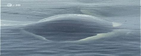 Great Animated Orca And Killer Whale Gifs at Best Animations