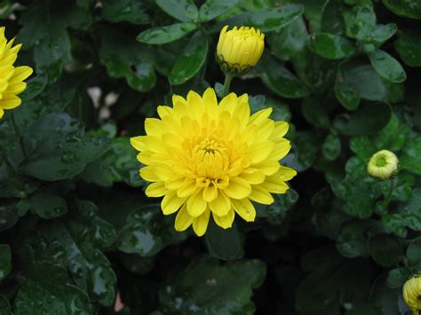 Filechrysanthemum X Grandiflorum 03