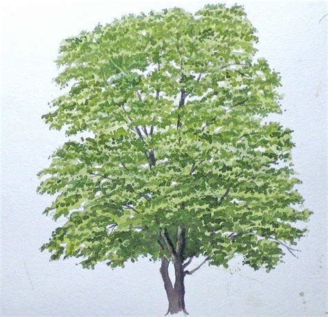 • signiert (textwasserzeichen erscheint nicht auf dem druck). Painting a tree with watercolor paints - John Fisher ...