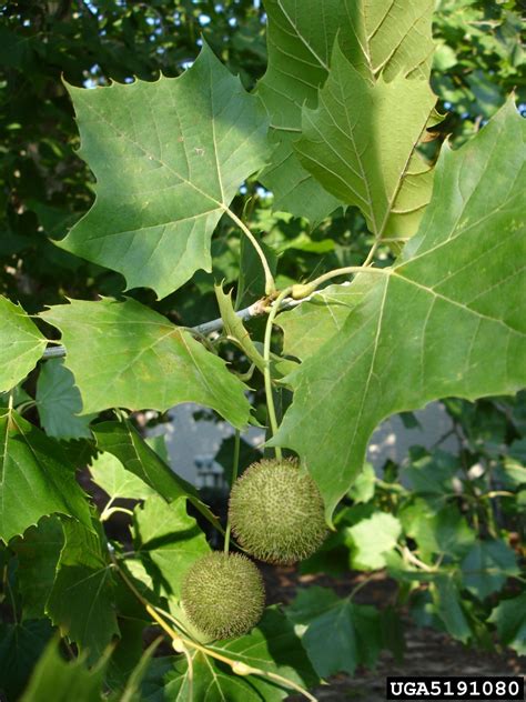 American Sycamore Is A Fast Growing Native To Eastern And Central Us