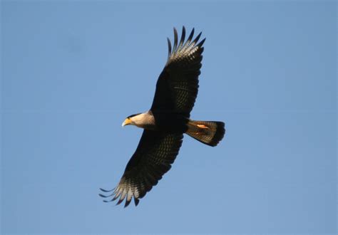 Care (new zealand), citizens association for racial equality, a former new zealand organisation. Carcará (Polyborus plancus) voando - Caracara, Crested, Au… | Flickr