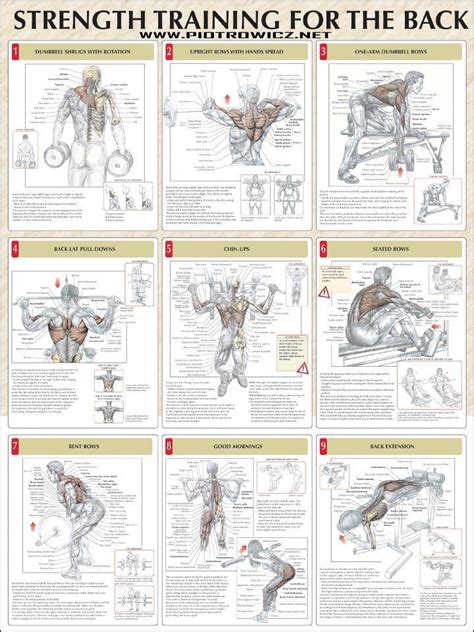 Best back workout the 5 supplements. 9 Strength Training Workouts for the Back Muscle ANATOMY ...