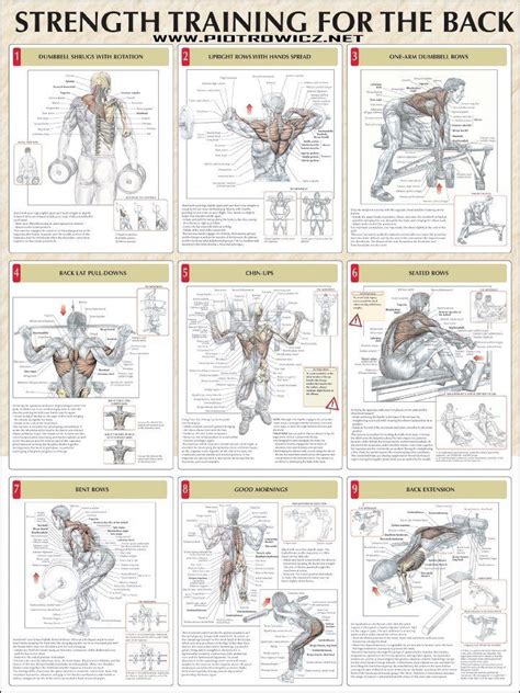The anatomy of back muscles bodybuilding wizard. 9 Strength Training Workouts for the Back Muscle ANATOMY ...