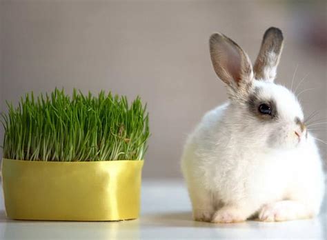 Plantas Que Pueden Comer Los Conejos