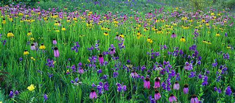 Check spelling or type a new query. native Missouri wildflower landscapes | Nature Photo Graphics