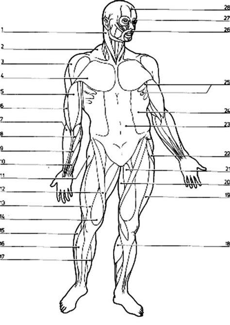 Printable Muscle Anatomy Chart Printable Worksheets Muscle Anatomy