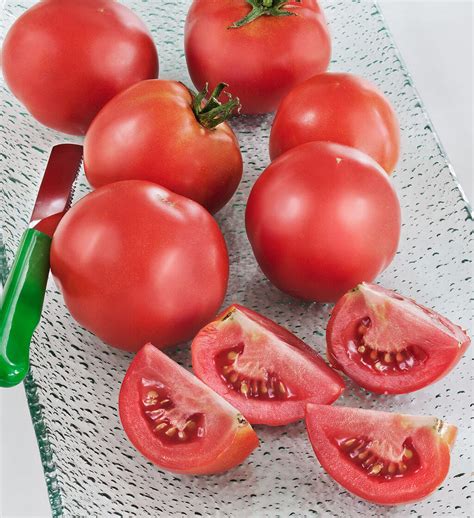 Early Girl Tomato Early Harvest High Yields