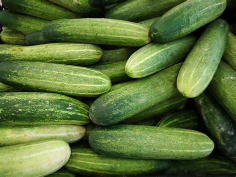 How To Grow Cucumbers In A Greenhouse Garden Products