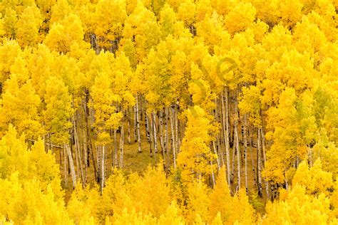 Yellow Aspen Trees On Aspen Ridge Buena Vista Colorado