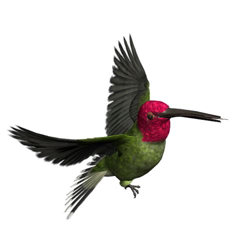 African Bird Png Images Transparent Free Download Pngmart