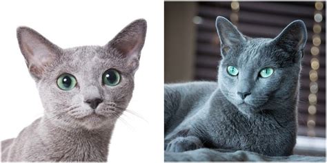 The average russian blue cat price is between 400 to 600 dollars. Mavi Rus Kedisi - Russian Blue - Satin alma sahiplen!...