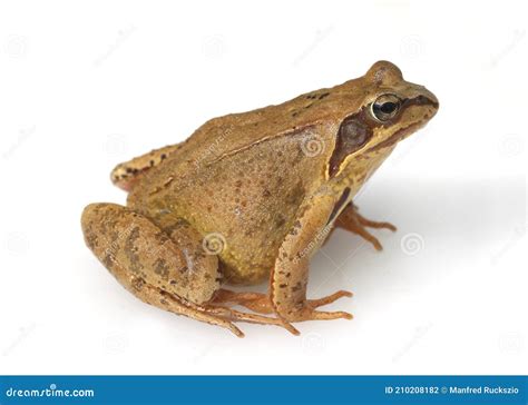 Common Frog Rana Temporaria Stock Photo Image Of Spawn Tadpole