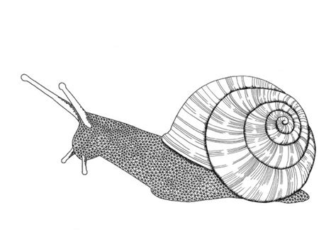 Realistic Snail Drawing at GetDrawings | Free download