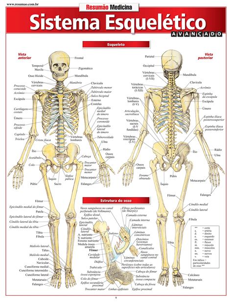 Articulação Do Corpo Humano Pdf