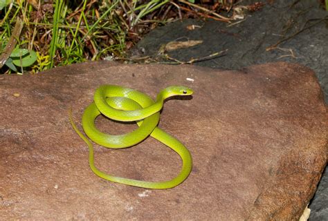 Smooth Green Snake Northeastern Pa Sept 2017 Green Snake County