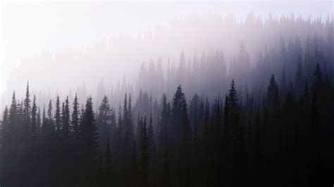Forest Aesthetic Desktop Wallpapers Top Free Forest