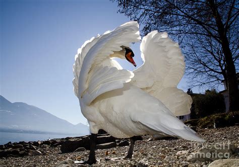 Swan In Backlight Photograph By Mats Silvan Fine Art America