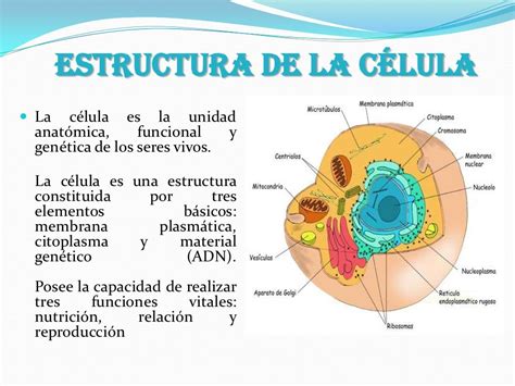 Biologia Tecnologica La Celula Unidad De Estructura Y Funcion De Los