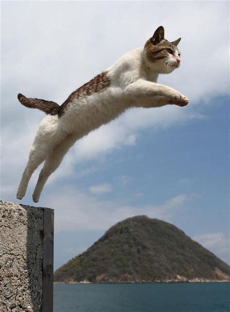 world jump day 22 amazing cats in flight [pictures] cattime jumping cat cats crazy cats