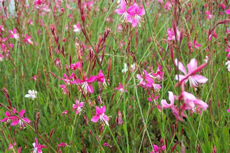 Tolerates drought, heat, and humidity. Gaura Lindheimeri Flower : Sakura Tucson