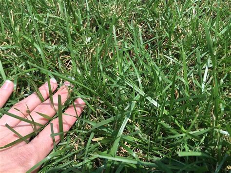 Ky 32 Tall Lawn Fescue Lawn Grass Seed Nixa Hardware And Seed Company