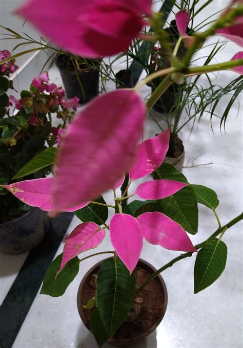 Identification Plant Whose Leaves Turn To Pink What Is It