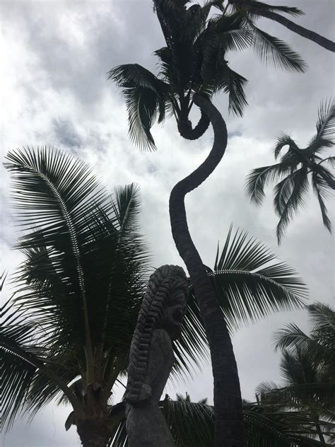 Crazy Corkscrew Coconut Discussing Palm Trees Worldwide Palmtalk