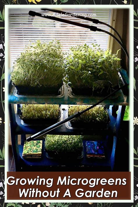Growing Microgreens Without A Garden Growing Microgreens Microgreens