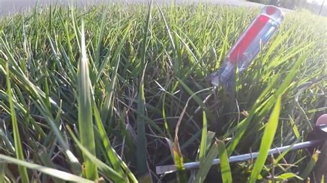 Tall Fescue Heat And Drought Stress And One Way To Manage It Youtube
