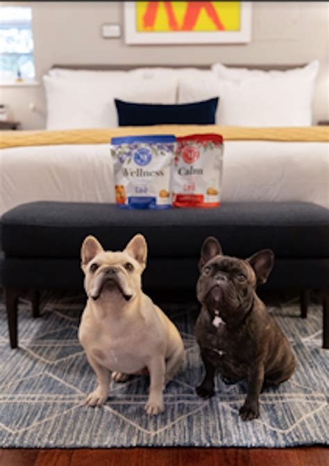 Happy National Pet Day! 11 Pet-Friendly Hotels With Perks and Amenities
