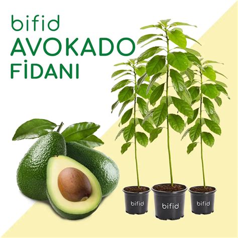 Avokado Fidanı Bifid