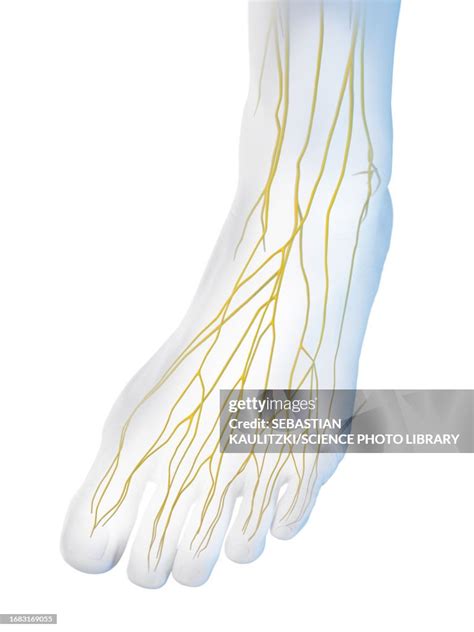 Nerves Of The Foot Illustration High Res Vector Graphic Getty Images