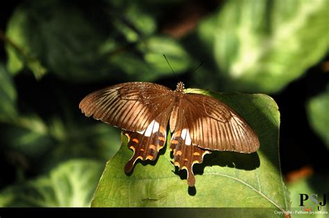 Common Mormon Papilio Polytes Pathum Jayasekara Flickr