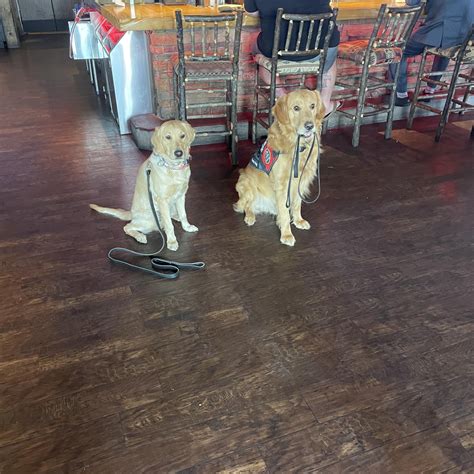 James Ortiz Lorenzo's Dog Training Team - Fort Worth, TX