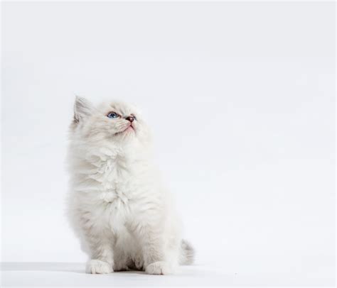 Premium Photo Ragdoll Cat Small Kitten Portrait On White Background