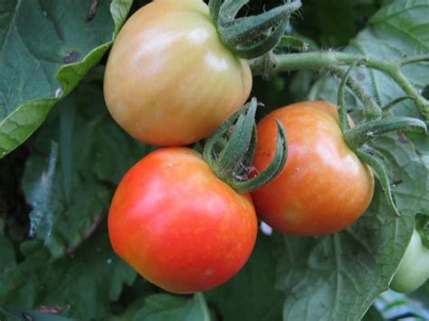 The Best Heirloom Tomato Varieties To Grow This Year The