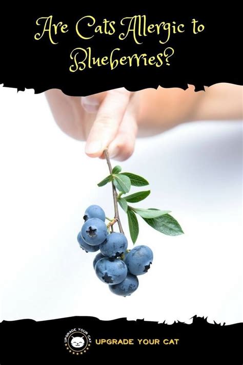 Interestingly, even though blueberries can be helpful to humans with diabetes, cats digest fruit sugar very differently. Are Cats Allergic to Blueberries? Can They Eat Them ...