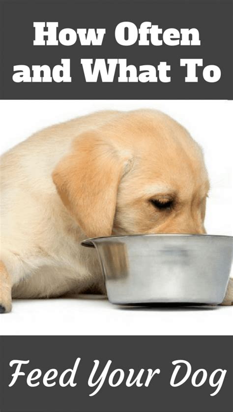 The best puppy foods for labs are: How Much to Feed a Lab Puppy? [Full Labrador Food Chart ...
