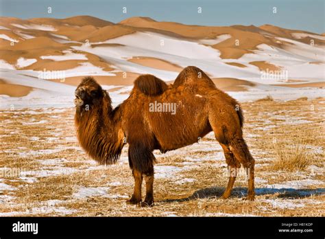 Bactrian Camel Camelus Bactrianus Grazing During Winter Khongor Sand