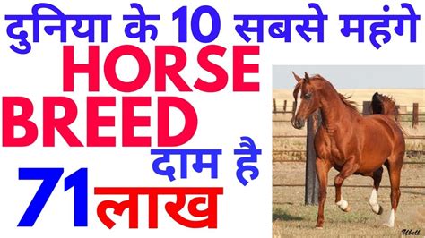 Top 10 Most Expensive Horse Breed In The World Youtube