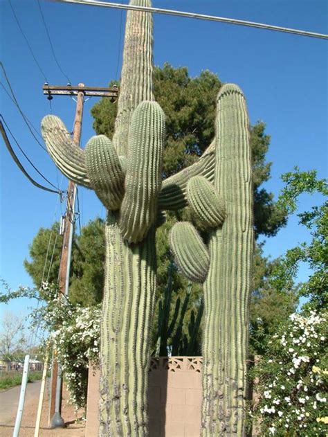 The saguaro cactus is a very unusual looking tree of the desert. Carnegiea gigantea