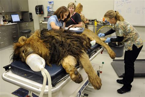 Remain in your car and call us to retrieve your pet. Fight for a king: UT uses targeted radiation to tackle ...