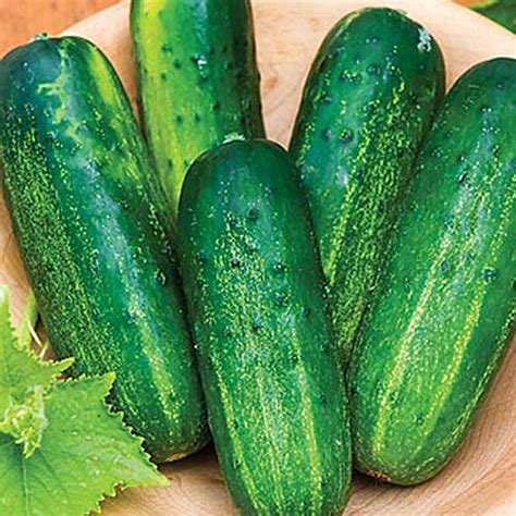 33 Of The Best Cucumber Varieties To Grow At Home Gardeners Path