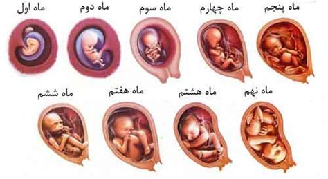 زیبایی جنین از چند ماهگی شروع میشود