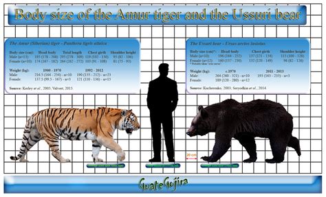 Lion vs gorilla size comparison. Size comparison scale | The World of Animals